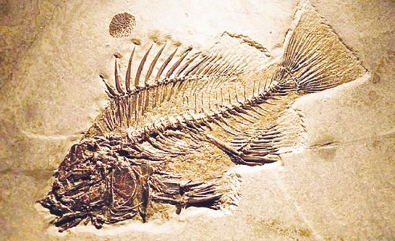 پاورپوینت برگی از تاریخ زمین