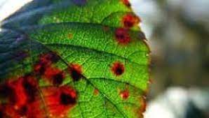 پاورپوینت ویروسهای گیاهی