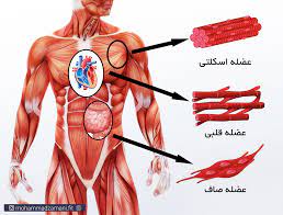 پاورپوینت فیزیولوژی سلول و عضله